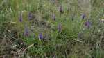 Veronica spicata im Garten pflanzen (Einrichtungsbeispiele mit Ähriger Ehrenpreis) Veronica spicata im Garten pflanzen (Einrichtungsbeispiele mit Ähriger Ehrenpreis)