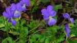 Viola cornuta im Garten pflanzen (Einrichtungsbeispiele mit Hornveilchen) Viola cornuta im Garten pflanzen (Einrichtungsbeispiele mit Hornveilchen)