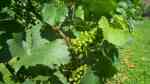 Vitis vinifera im Garten pflanzen (Einrichtungsbeispiele mit Weinrebe) Vitis vinifera im Garten pflanzen (Einrichtungsbeispiele mit Weinrebe)