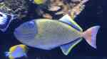 Xanthichthys mento im Aquarium halten (Einrichtungsbeispiele für Rotschwanz-Drücker) Xanthichthys mento im Aquarium halten (Einrichtungsbeispiele für Rotschwanz-Drücker)