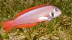 Xyrichtys martinicensis im Aquarium halten (Einrichtungsbeispiele für Roter Messerlippfisch) Xyrichtys martinicensis im Aquarium halten (Einrichtungsbeispiele für Roter Messerlippfisch)