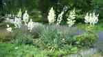 Yucca filamentosa im Garten pflanzen (Einrichtungsbeispiele mit Fädige Palmlilie) Yucca filamentosa im Garten pflanzen (Einrichtungsbeispiele mit Fädige Palmlilie)