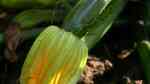 Cucurbita pepo subsp. pepo convar. giromontiina im Garten pflanzen (Einrichtungsbeispiele mit Zucchini) Cucurbita pepo subsp. pepo convar. giromontiina im Garten pflanzen (Einrichtungsbeispiele mit Zucchini)