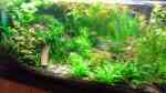 Wurzeln und Holz im Aquarium (Einrichtungsbeispiele mit Holz als Dekoration) Wurzeln und Holz im Aquarium (Einrichtungsbeispiele mit Holz als Dekoration)