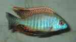 Lethrinops sp. rainbow tanzania im Aquarium halten (Einrichtungsbeispiele für Lethrinops sp. rainbow tanzania) Lethrinops sp. rainbow tanzania im Aquarium halten (Einrichtungsbeispiele für Lethrinops sp. rainbow tanzania)