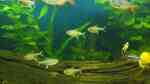 Einrichtungsbeispiele mit Zitronensalmlern (Hyphessobrycon pulchripinnis) Einrichtungsbeispiele mit Zitronensalmlern (Hyphessobrycon pulchripinnis)