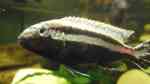 Einrichtungsbeispiele mit Melanochromis auratus (Türkisgold-Buntbarsch) Einrichtungsbeispiele mit Melanochromis auratus (Türkisgold-Buntbarsch)