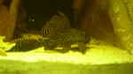 Pterygoplichthys pardalis im Aquarium halten (Einrichtungsbeispiele für Leopard-Segelschilderwelse) Pterygoplichthys pardalis im Aquarium halten (Einrichtungsbeispiele für Leopard-Segelschilderwelse)