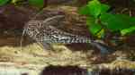 Aquarien mit Synodontis schoutedeni (Marmorierter Fiederbartwels) Aquarien mit Synodontis schoutedeni (Marmorierter Fiederbartwels)