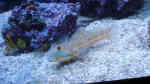 Aquarien mit Valenciennea puellaris (Maiden-Schläfergrundel) Aquarien mit Valenciennea puellaris (Maiden-Schläfergrundel)