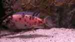 Aquarien mit Metriaclima / Maylandia Aquarien mit Metriaclima / Maylandia