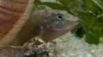 Spathodus erythrodon im Aquarium halten (Einrichtungsbeispiele für Blaupunkt-Grundelbuntbarsche)
