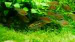 Aquarien mit Nannacara anomala (Glänzender Zwergbuntbarsch) Aquarien mit Nannacara anomala (Glänzender Zwergbuntbarsch)