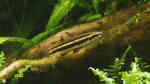 Aquarien mit Nannostomus marginatus (Zwergziersalmler) Aquarien mit Nannostomus marginatus (Zwergziersalmler)