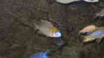 Lethrinops sp. yellow collar im Aquarium halten (Einrichtungsbeispiele für Lethrinops sp. "yellow collar" ) Lethrinops sp. yellow collar im Aquarium halten (Einrichtungsbeispiele für Lethrinops sp. "yellow collar" )