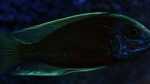 Einrichtungsbeispiele mit Copadichromis borleyi (Kadango Red Fin) Einrichtungsbeispiele mit Copadichromis borleyi (Kadango Red Fin)