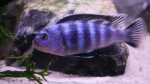 Aquarien mit Pseudotropheus saulosi (Saulosi Zebra-Maulbrüter) Aquarien mit Pseudotropheus saulosi (Saulosi Zebra-Maulbrüter)