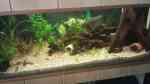 Aquarien mit Pflanzen (Einrichtungsbeispiele für Pflanzen Aquarium) Aquarien mit Pflanzen (Einrichtungsbeispiele für Pflanzen Aquarium)