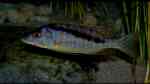 Aquarien mit Mylochromis (Sciaenochromis) gracilis Aquarien mit Mylochromis (Sciaenochromis) gracilis