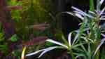 Aquarien mit Yunnanilus cruciatus (Tigerzwergschmerle) Aquarien mit Yunnanilus cruciatus (Tigerzwergschmerle)
