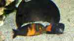 Tropheus im Aquarium halten (Einrichtungsbeispiele für Brabantbuntbarsche) Tropheus im Aquarium halten (Einrichtungsbeispiele für Brabantbuntbarsche)