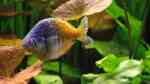 Regenbogenfische im Aquarium halten (Einrichtungsbeispiele für Melanotaeniidae) Regenbogenfische im Aquarium halten (Einrichtungsbeispiele für Melanotaeniidae)
