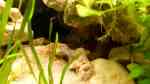 Aquarien mit Neolamprologus cylindricus (Gestreifter Tanganjikabuntbarsch) Aquarien mit Neolamprologus cylindricus (Gestreifter Tanganjikabuntbarsch)