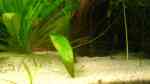 Neocaridina davidi im Aquarium (Einrichtungsbeispiele für Rückenstrichgarnelen) Neocaridina davidi im Aquarium (Einrichtungsbeispiele für Rückenstrichgarnelen)