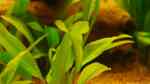 Echinodorus parviflorus im Aquarium pflegen (Einrichtungsbeispiele für Schwarze Amazonas-Schwertpflanze) Echinodorus parviflorus im Aquarium pflegen (Einrichtungsbeispiele für Schwarze Amazonas-Schwertpflanze)