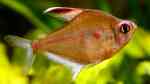 Aquarien mit Hyphessobrycon erythrostigma (Kirschflecksalmler) Aquarien mit Hyphessobrycon erythrostigma (Kirschflecksalmler)