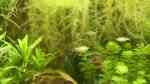 Aquarien mit Schwimmpflanzen Aquarien mit Schwimmpflanzen