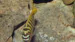 Einrichtungsbeispiele mit Metriaclima / Maylandia zebra gold Einrichtungsbeispiele mit Metriaclima / Maylandia zebra gold