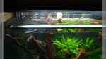 Fissidens fontanus im Aquarium (Einrichtungsbeispiele mit Phönix-Moos) Fissidens fontanus im Aquarium (Einrichtungsbeispiele mit Phönix-Moos)