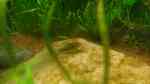 Aquarien mit Corydoras melanotaenia (Gelbflossen-Panzerwels) Aquarien mit Corydoras melanotaenia (Gelbflossen-Panzerwels)
