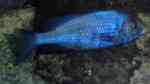 Placidochromis - Infos zur Gattung (Einrichtungsbeispiele für Placidochromis-Arten) Placidochromis - Infos zur Gattung (Einrichtungsbeispiele für Placidochromis-Arten)