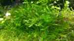 Aquarien mit Fontinalis hypnoides Aquarien mit Fontinalis hypnoides