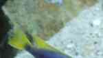 Aquarien mit Pseudotropheus socolofi Aquarien mit Pseudotropheus socolofi