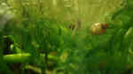 Aquarien mit Schwimmpflanzen Aquarien mit Schwimmpflanzen