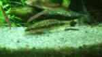 Aquarien mit Otocinclus hoppei (Ohrgitter-Harnischwels) Aquarien mit Otocinclus hoppei (Ohrgitter-Harnischwels)