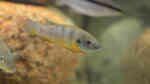 Aquarien mit Benitochromis ufermanni Aquarien mit Benitochromis ufermanni