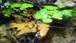 Limnobium laevigatum im Aquarium (Einrichtungsbeispiele mit Amerikanischer Froschbiss) Limnobium laevigatum im Aquarium (Einrichtungsbeispiele mit Amerikanischer Froschbiss)