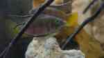 Aquarien mit Benitochromis nigrodorsalis Aquarien mit Benitochromis nigrodorsalis