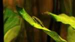 Aquarien mit Ohrgitter-Harnischwelsen (Otocinclus) Aquarien mit Ohrgitter-Harnischwelsen (Otocinclus)