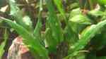 Aquarien mit Cryptocoryne beckettii (Becketts Wasserkelch) Aquarien mit Cryptocoryne beckettii (Becketts Wasserkelch)
