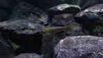 Beispiele für Aquarien mit Heringscichliden (Cyprichromis) Beispiele für Aquarien mit Heringscichliden (Cyprichromis)