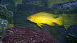 Aquarien mit Neolamprologus longior (Langgestreckter Tanganjika-Goldcichlide) Aquarien mit Neolamprologus longior (Langgestreckter Tanganjika-Goldcichlide)