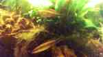 Aquarien mit Crenicichla notophthalmus Aquarien mit Crenicichla notophthalmus