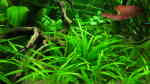 Aquarien mit Helanthium bolivianum (Breitblättrige Zwergschwertpflanze) Aquarien mit Helanthium bolivianum (Breitblättrige Zwergschwertpflanze)
