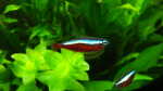 Neonsalmler im Aquarium halten (Einrichtungsbeispiele für Neonfische) Neonsalmler im Aquarium halten (Einrichtungsbeispiele für Neonfische)