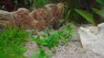 Aquarien mit Staurogyne repens (Kriechende Staurogyne) Aquarien mit Staurogyne repens (Kriechende Staurogyne)